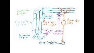 The Cerebellum [upl. by Attinahs]