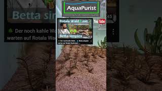 🤨 Rotala macht Bodenausläufer 🤔 Das ist uns neu 🤷 Shorts Aquaristik Aquarium Aquariumpflanzen [upl. by Wan]