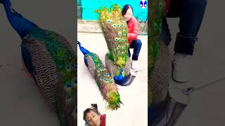 Peacock  I love peacocks🥰🥰🦚🦚 peacock birds song subscribe like [upl. by Aillil]