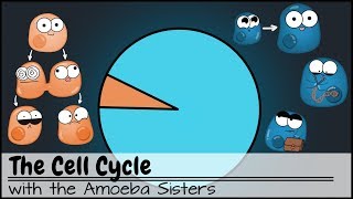 The Cell Cycle and cancer Updated [upl. by Stacia]