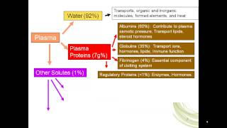 erythropoiesis part 1 [upl. by Edris]