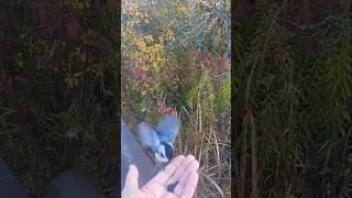 CHICKADEES FEEDING youtubeshorts nature video bird wildlife shorts [upl. by Eerpud753]