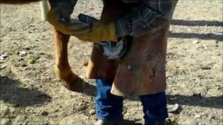 Trimming a Horse With Laminitis [upl. by Longerich]