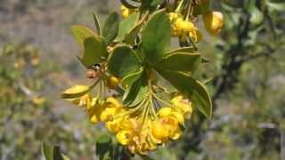 Agracejo Berberis vulgaris wwwriomoroscom [upl. by Etterual240]