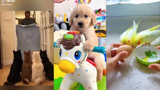 NUEVO videos de animales graciosos ❤🐶🐹 41 [upl. by Aneer704]