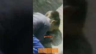 When a Gorilla Became a Hero Jambos Unbelievable Act animals nature shorts [upl. by Nalak862]