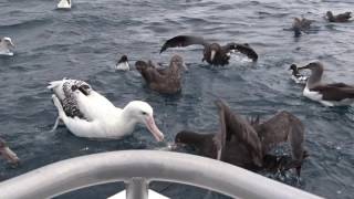 Pelagic NZ birds  Albatross [upl. by Aiyt]