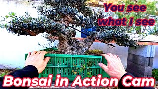 Bonsai in action cam [upl. by Ontina618]