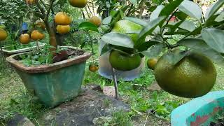 Citrus form Mila agro garden [upl. by Isma471]