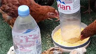 Tray feeder and drinker for chicks [upl. by Eniledam]