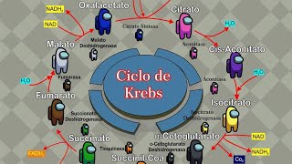 Glucólisis y Ciclo de Krebs [upl. by Raknahs]