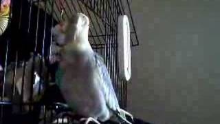 cockatiel sings to the simpsons [upl. by Drofiar]