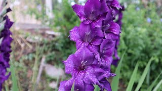 Cómo cuidar de los Gladiolos  Gladiolus  Gladiola  Espadilla  Gladiolo [upl. by Kirbie]