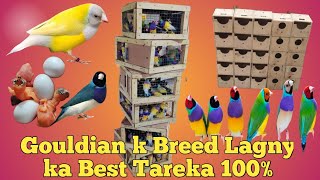 Gouldian finch breeding lagny ka best tarika Gouldian Finch sy breed liny ka best tarikamultanpets [upl. by Alaine684]