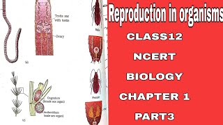 Reproductioninorganisms class12 NCERT Biology Chapter1PART3 Reproductionfor BOARDSNEETUPSC [upl. by Avot]