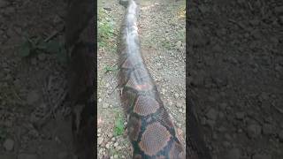 World lengthiest pythons found reticulatedpython [upl. by Neelav]