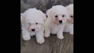 The Three Bichon Frisé Sisters at 53 days [upl. by Enaitsirk]