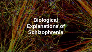 Biological Explanations of Schizophrenia [upl. by Nnylirak]