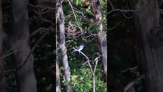 Belted Kingfisher [upl. by Lucila]