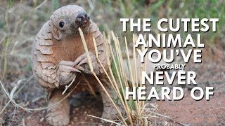 Pangolins are the Cutest Animals You’ve Never Heard Of [upl. by Pickard787]