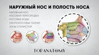 Наружный нос и полость носа [upl. by Airogerg]