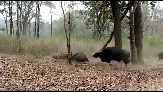 Tiger Hunting Wild Bison in Kanha National Park Part 1 [upl. by Leirea539]