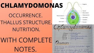 CHLAMYDOMONAS ALGAEFeatures bsc botany [upl. by Ploss]