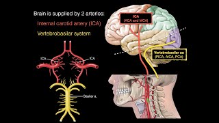 Blood supply to the brain [upl. by Sivla]