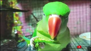 parrot video poem 🦜❤॥ parrot catching video॥ ringneck parrot talking video॥ [upl. by Pritchard]