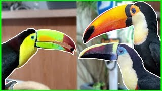 My 3 Toucans Meet Eachother FOR THE FIRST TIME [upl. by Ymmij]