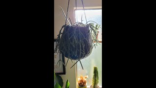 Rhipsalis Pilocarpa I Care  Propagation Tips [upl. by Ashbaugh799]