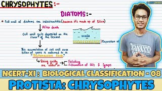 Biological Classification Lec 8 Protista Chrysophytes Class 11 NEET Neetology [upl. by Ioab]