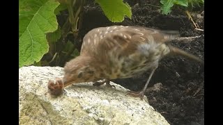 “JawDropping Song Thrush Cracks Snail Shells Like a Pro” [upl. by Llehcnom646]