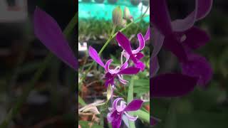 Compactum Flower or Bud Plant New COMPO orchidnursery onlinesale najisworld shortsvideo [upl. by Pruter]