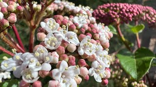 Adding the flowering viburnum shrub to your gardenplant information and nursery visit [upl. by Nylirej377]