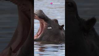 Why Do Hippos Spray Their poop trending shorts facts fyp explore learnsomethingnew viralvideo [upl. by Hewitt786]