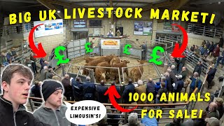 BIG UK LIVESTOCK MARKET  SALISBURY MARKET [upl. by Hortensa]