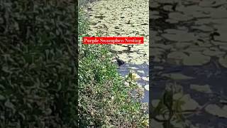 Purple Swamphen nesting🪹birds birdlovers nativebirds nature queenslandlife australia wildlife [upl. by Brost712]