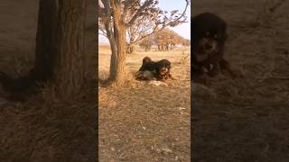 Tibetan Mastiff vs Wolf Dominance in Action shorts [upl. by Kanal]