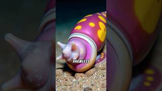 Cone Snails Harmless Shells or Deadly Predators 🐌💫 conesnail snail [upl. by Trow]