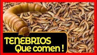 🐛 APRENDE Como alimentar los TENEBRIOS Alimento VIVO para Hormigas peces gallinas aves tortugas y [upl. by Nina]