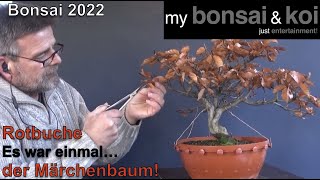 Bonsai 202233  Rotbuche  Fagus sylvatica  Es war einmal… der Märchenbaum [upl. by Evanne]