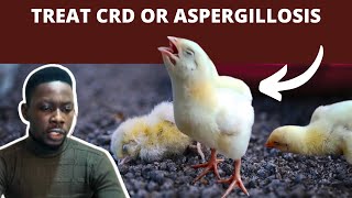 How to Treat Aspergillosis amp CRD in Chickens  LABOURED BREATHING [upl. by Riamu]