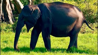 Bandipur Safari Lodge By Junglelodges [upl. by Ylliw229]