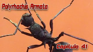 Polyrhachis Armata increible [upl. by Roarke]