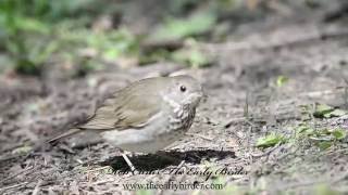 GRAYCHEEKED THRUSH Catharus minimus [upl. by Sherj]