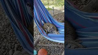 Bobcat playing in her hammock [upl. by Divadnahtanoj]