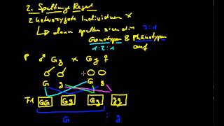 Genetik 10 Mendelschen Regeln 2  Die Regeln [upl. by Mabel546]