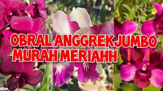 OBRAL STOK BARU Anggrek Dendrobium murce banyak GIVE AWAY ❤ no admin 085782741417 [upl. by Giles]