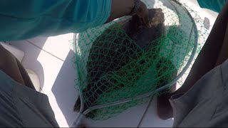 Catching Big Flounder on the Carolina Skiff [upl. by Atinas]